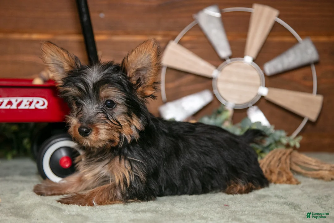 Yorkshire Terrier dogs for sale: Rylie - Ad 3