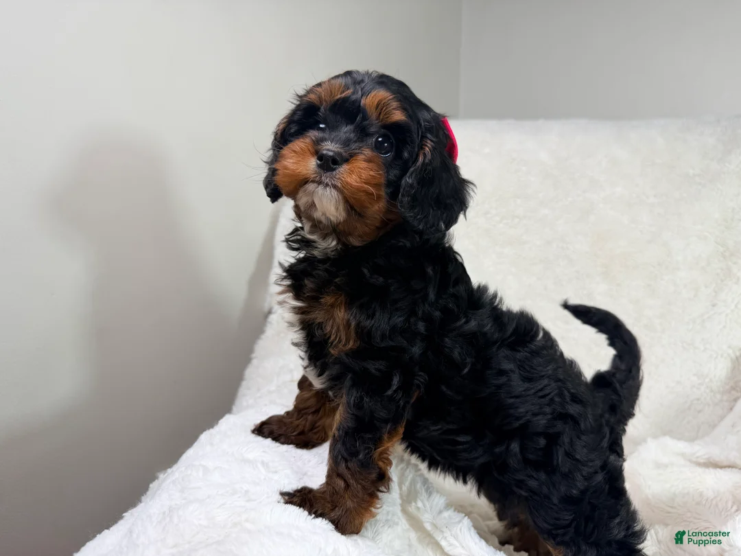 Cavapoo dogs for sale: Hershey 🎀🍫 - Ad 18