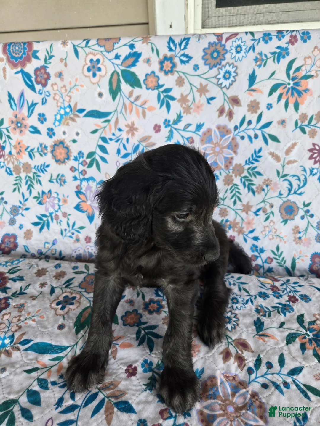 Goldendoodle dogs for sale: Yellow Boy - Ad 2