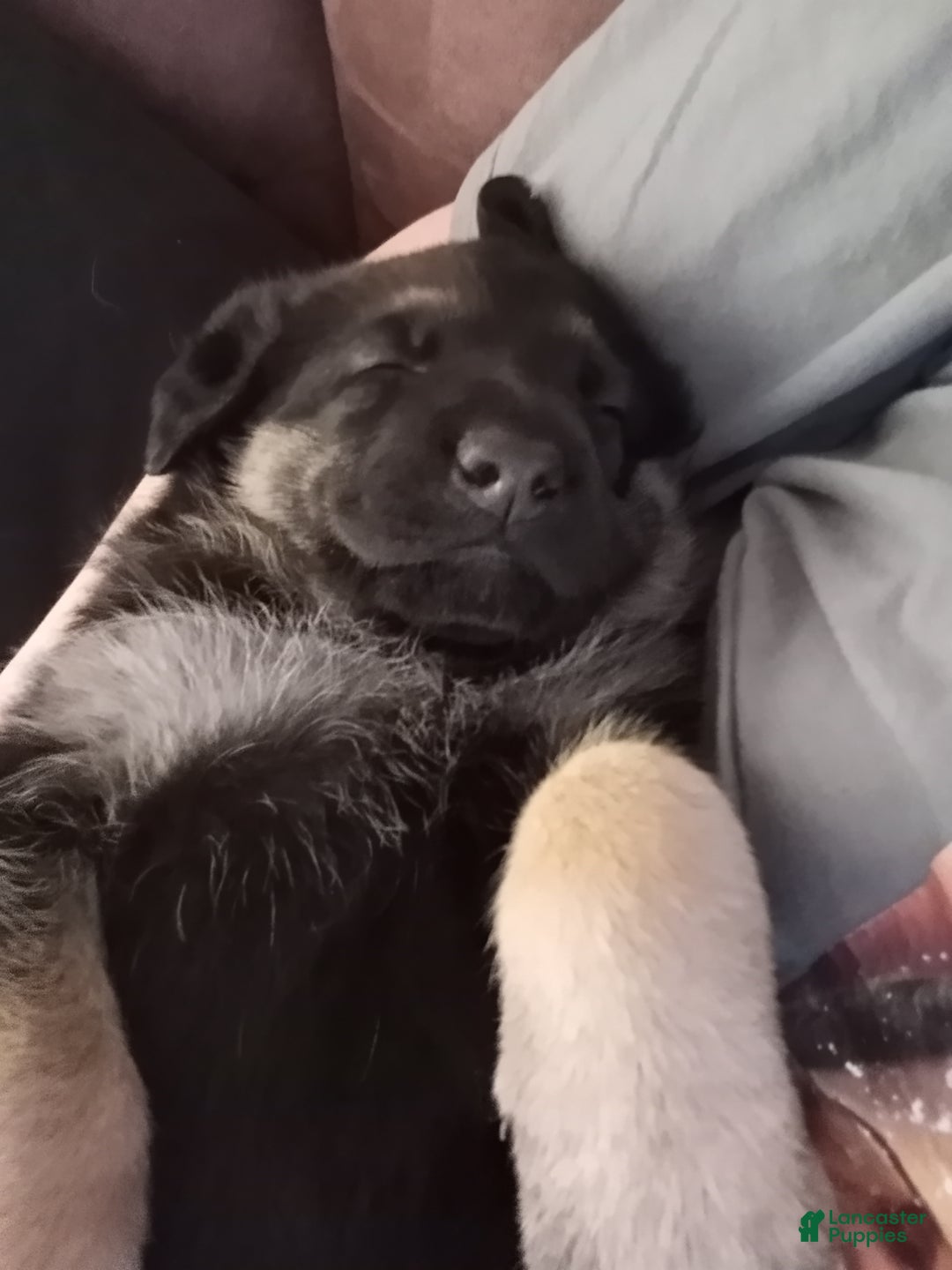 German Shepherd dogs for sale: Diamond - Ad 4