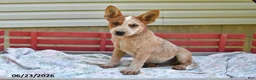 Australian Cattle Dog dogs for sale: Coffee - Ad 4