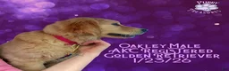 Golden Retriever dogs for sale: Oakley, Golden Retriever, Male - Ad 24