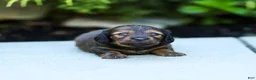 Miniature Dachshund dogs for sale: Marie Miniature Dachshund  - Ad 5