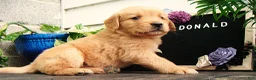 Golden Retriever dogs for sale: Donald - Ad 6