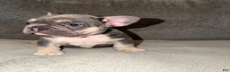 French Bulldog dogs for sale: Tito - Ad 2