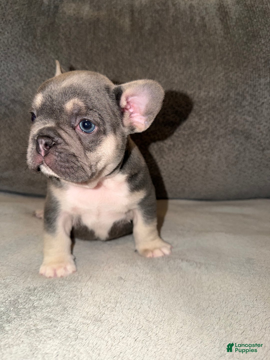 French Bulldog dogs for sale: Tito - Ad 2