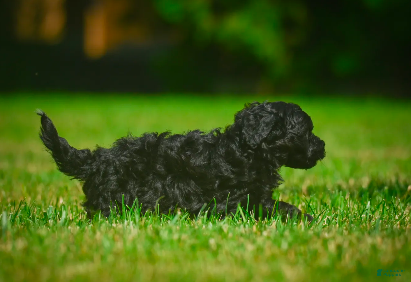 Mini Bernedoodle dogs Lilly - F1B - Ad 1