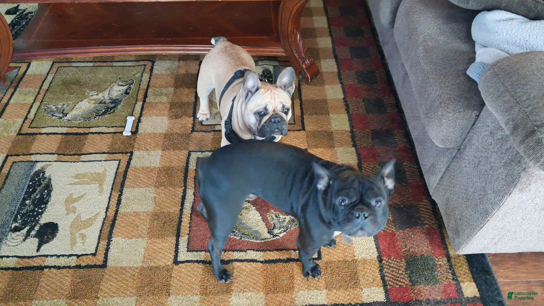 Frug dogs for sale: Frug Puppy 3 - Ad 2