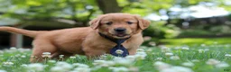 Golden Retriever dogs for sale: Vincent - Ad 4