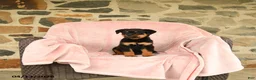 Rottweiler dogs for sale: Nickie - Ad 4