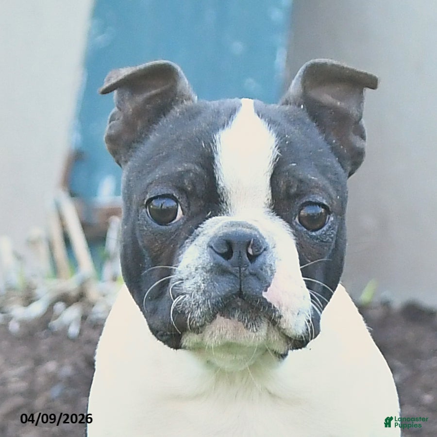 Boston Terrier dogs Beniah - Ad 2