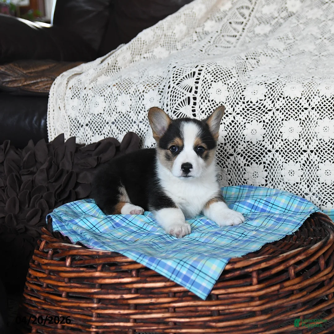 Welsh Corgi Pembroke dogs for sale: Canter - Ad 2