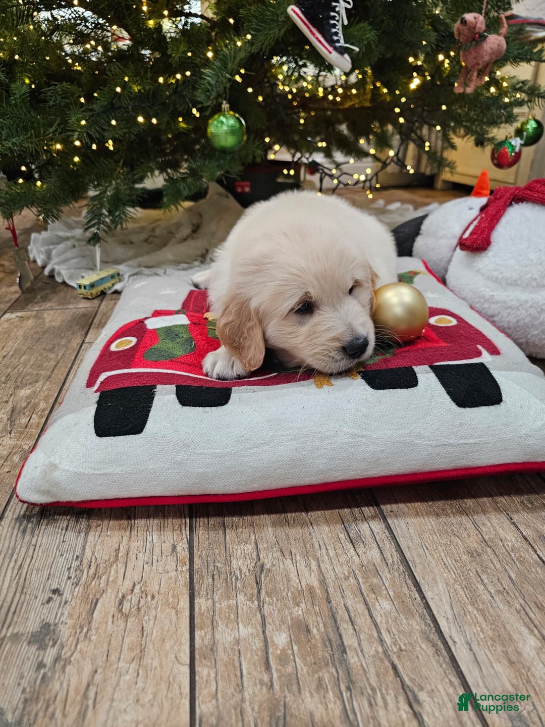 Golden Retriever dogs for sale: Golden Retriever Puppy 4 - Ad 2