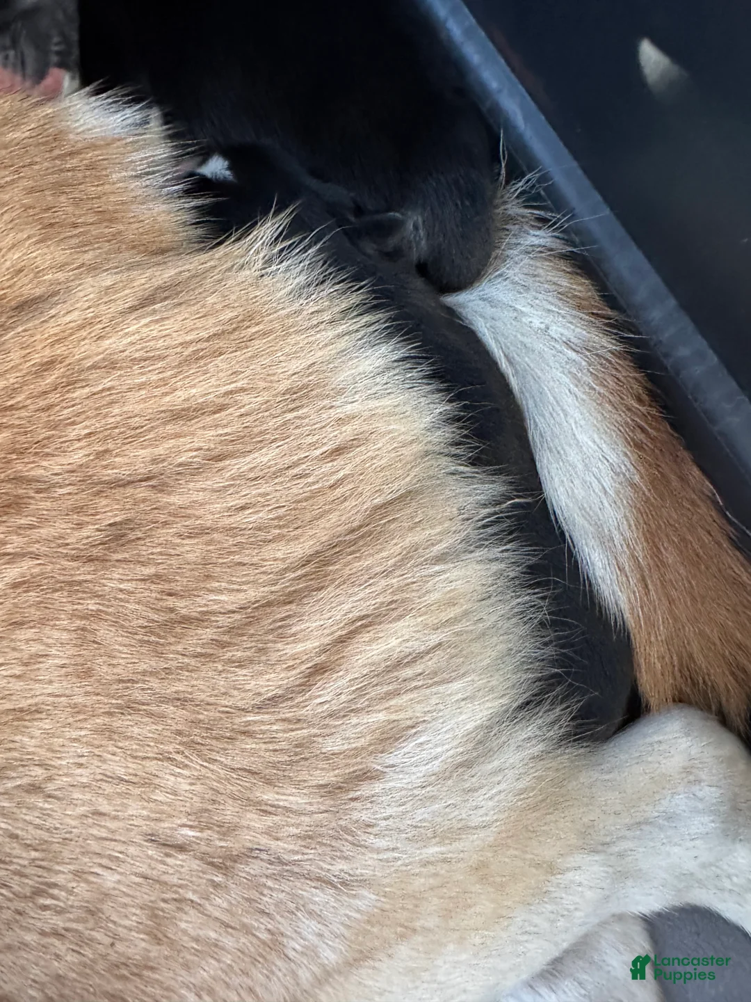 Siberian Husky dogs for sale: Ace - Ad 1