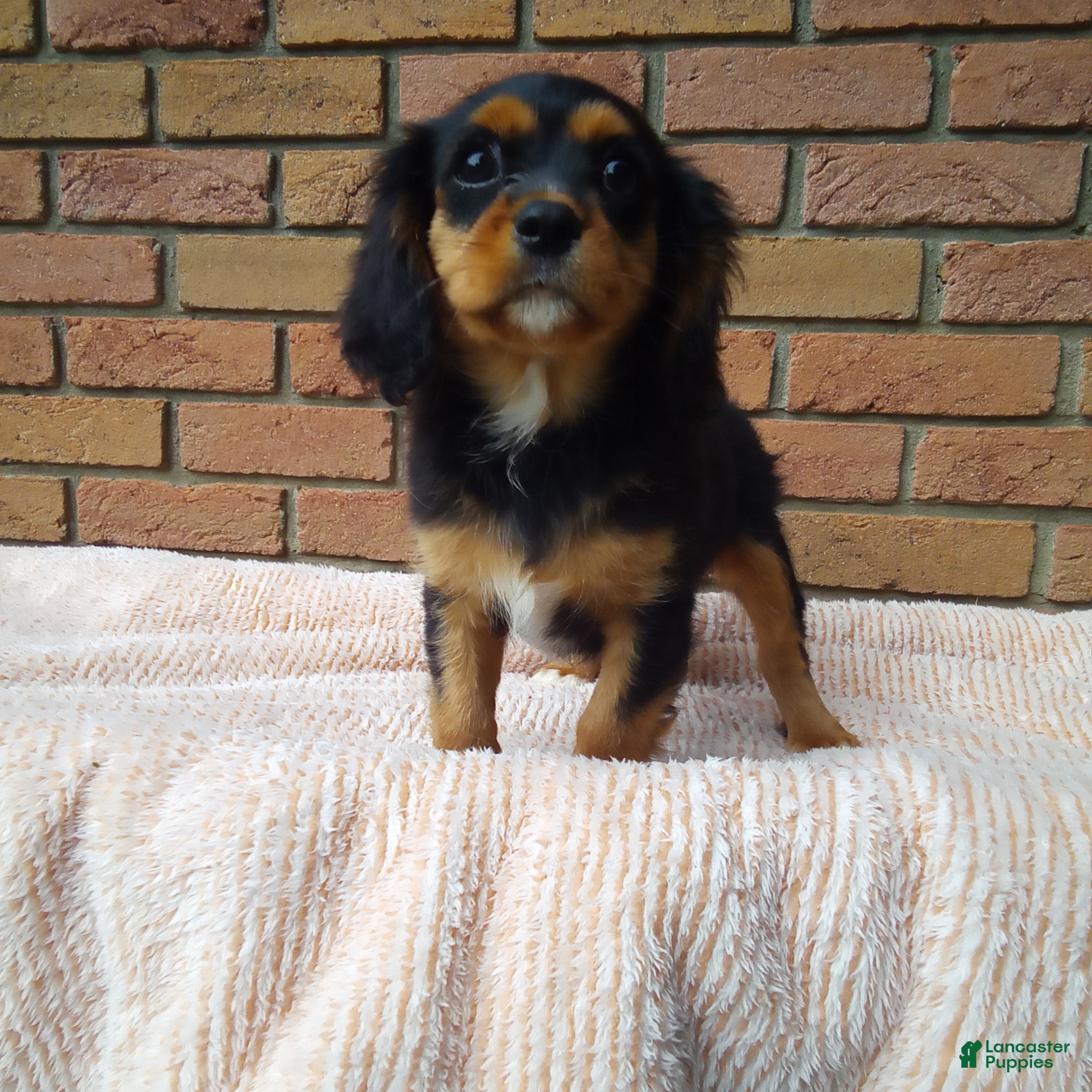 Cavalier King Charles Spaniel dogs Millie - Ad 2