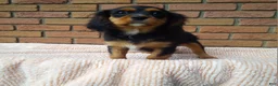 Cavalier King Charles Spaniel dogs for sale: Millie - Ad 2