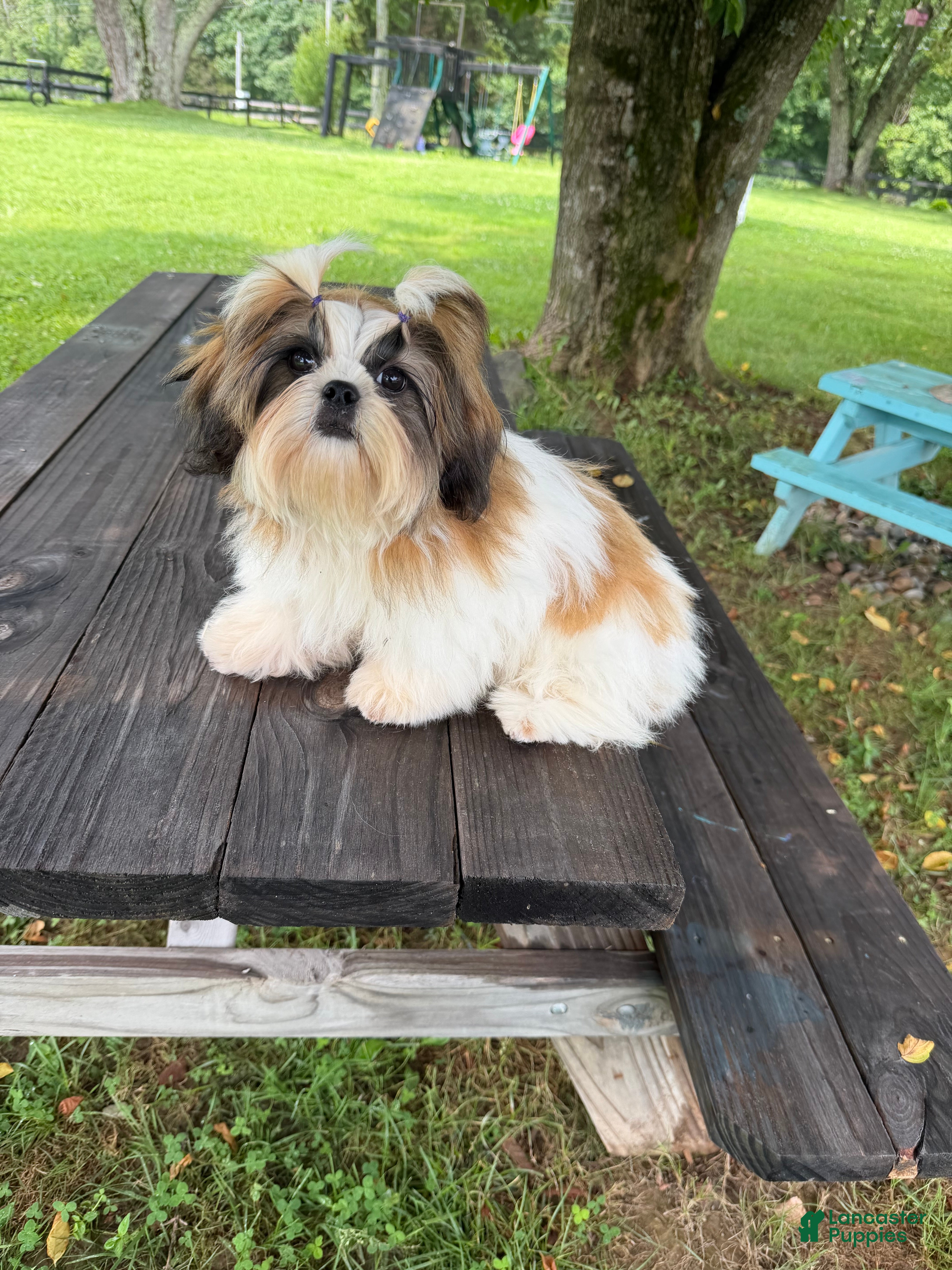 Shih Tzu dogs Meredith  - Ad 1