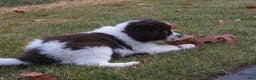 Newfoundland dogs for sale: Chai - Ad 2