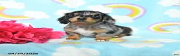 Miniature Dachshund dogs for sale: Dottie - Ad 1