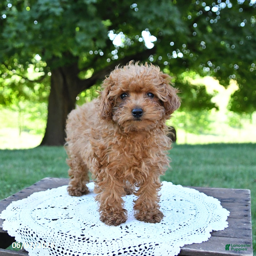 Toy Poodle dogs for sale: Tidbit - Ad 3
