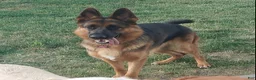 German Shepherd dogs for sale: Betty - Ad 17
