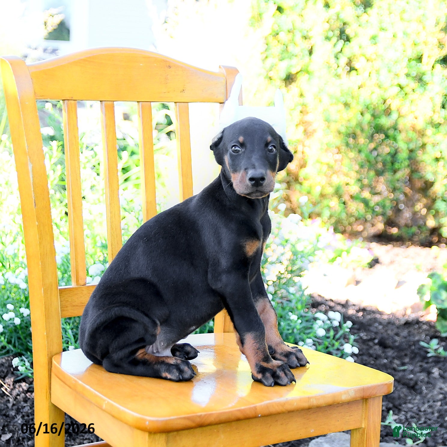 Doberman Pinscher dogs Ladron - Ad 2
