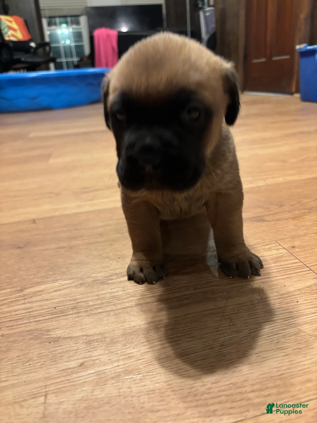 Cane Corso dogs for sale: Cane Corso 5 - Ad 1