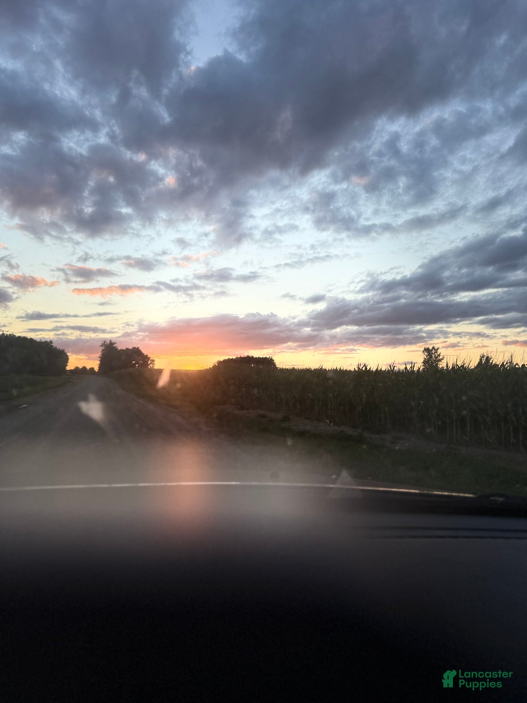 Mini Bernedoodle dogs for sale: Kian “Blue Collar” Male - Ad 21