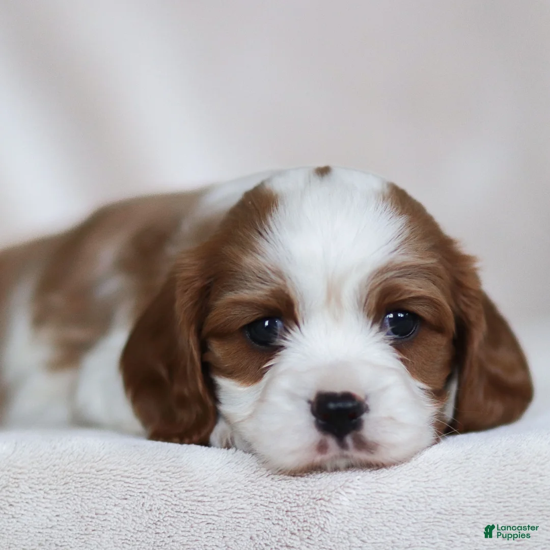 Cavalier King Charles Spaniel dogs for sale: Liam - Ad 7