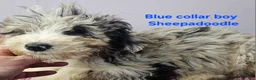 Sheepadoodle dogs for sale: Blue collar boy Sheepadoodle  - Ad 7