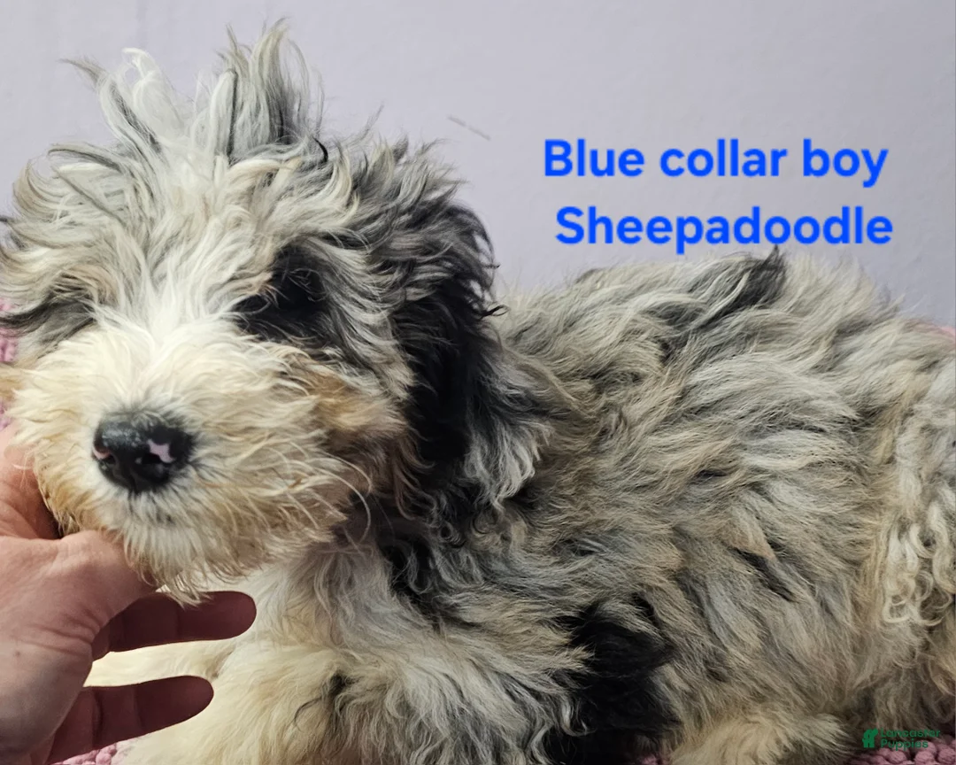 Sheepadoodle dogs for sale: Blue collar boy Sheepadoodle  - Ad 7