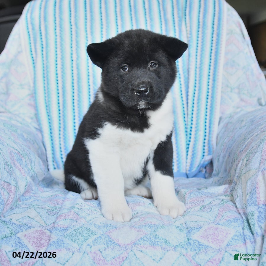 Akita dogs Reba - Ad 1