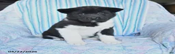 Akita dogs for sale: Reba - Ad 1