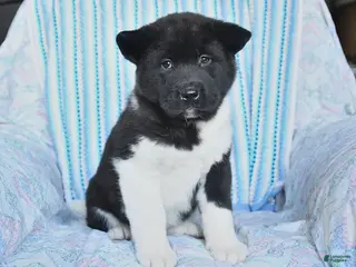 Akita dogs for sale: Reba - Ad 3