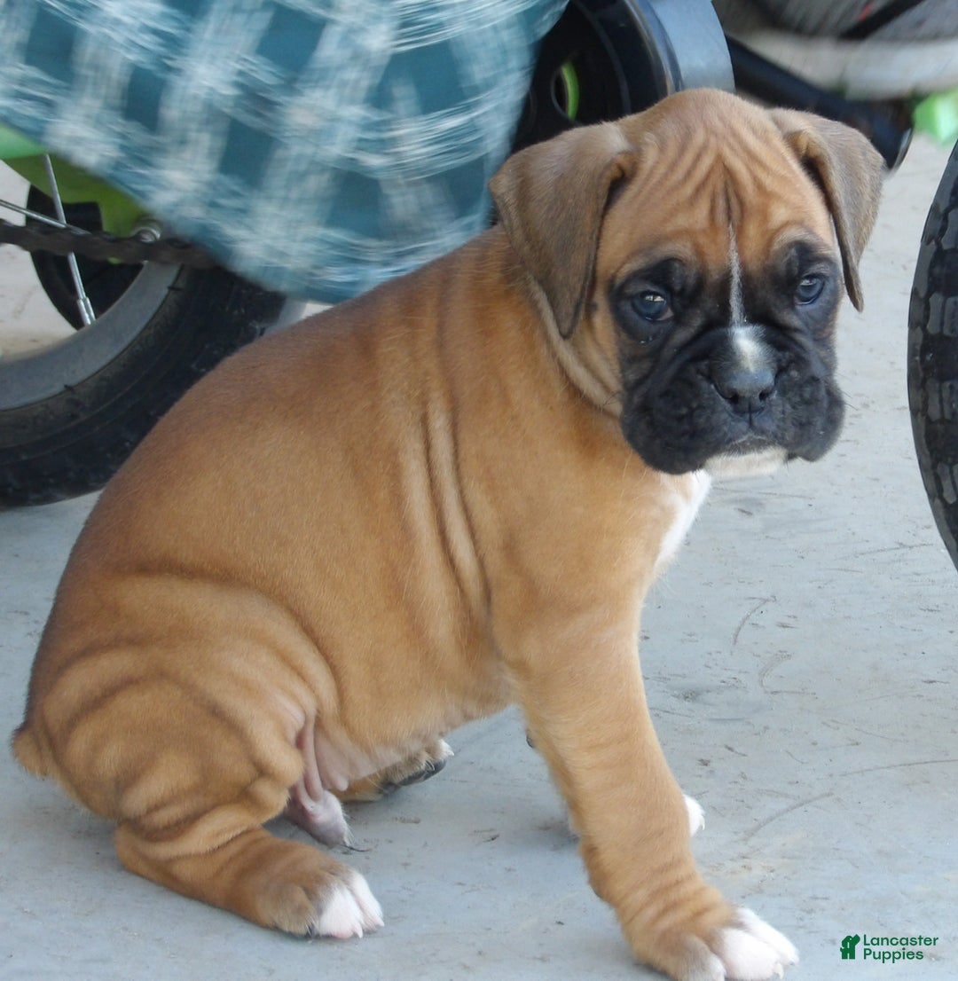 Boxer dogs for sale: Star - Ad 3