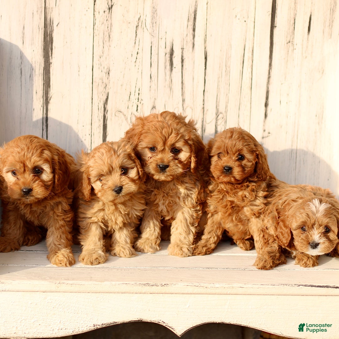 Cavapoo dogs for sale: Daisy  - Ad 5