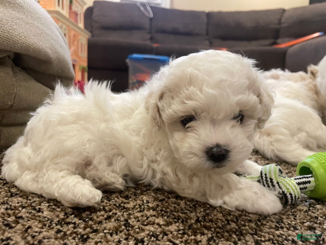 Mixed Breed dogs for sale: Holiday - Ad 3