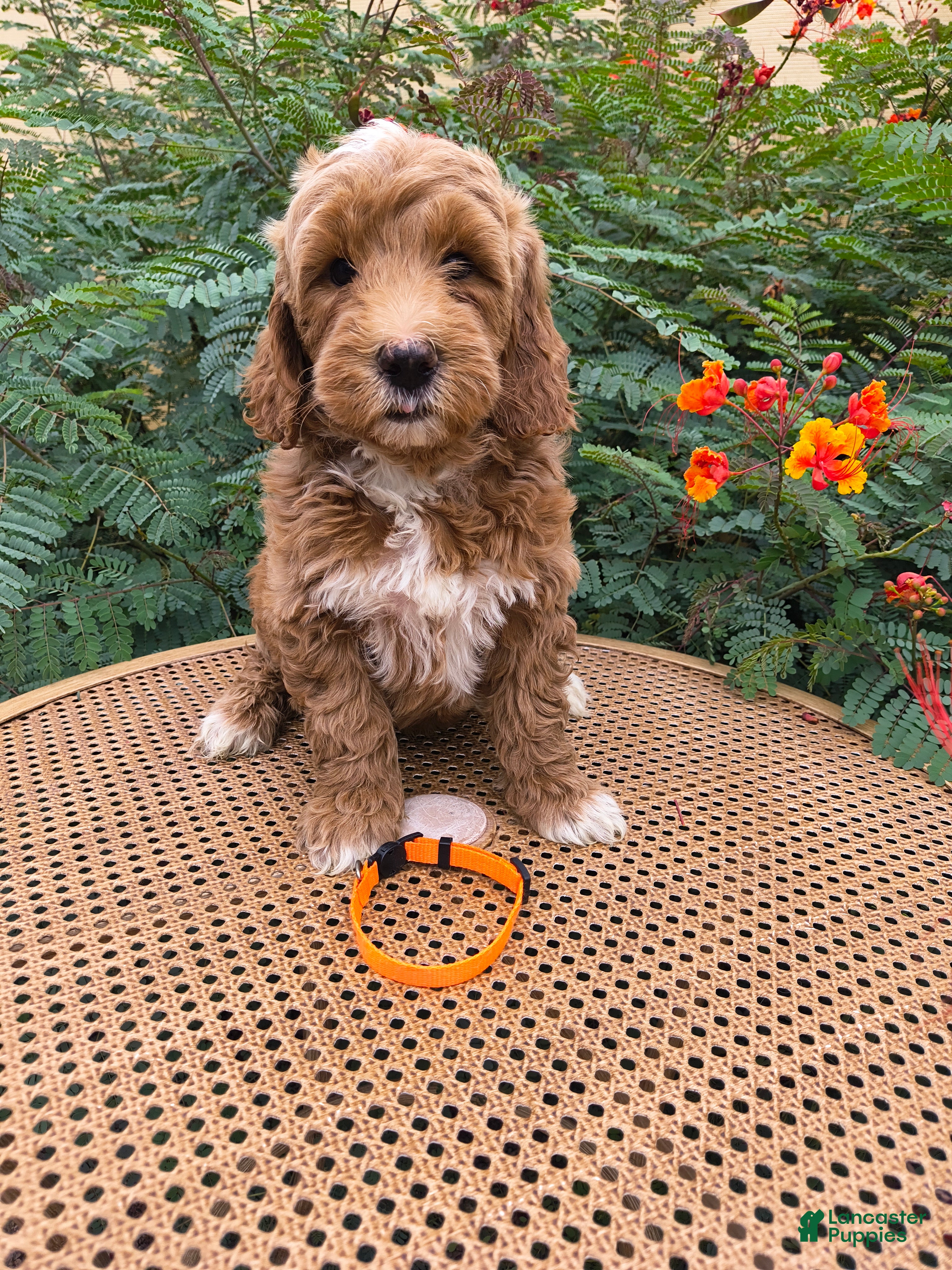 Mini Goldendoodle dogs Orange Collar - Ad 1