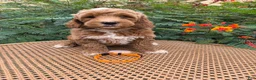 Mini Goldendoodle dogs for sale: Orange Collar - Ad 1