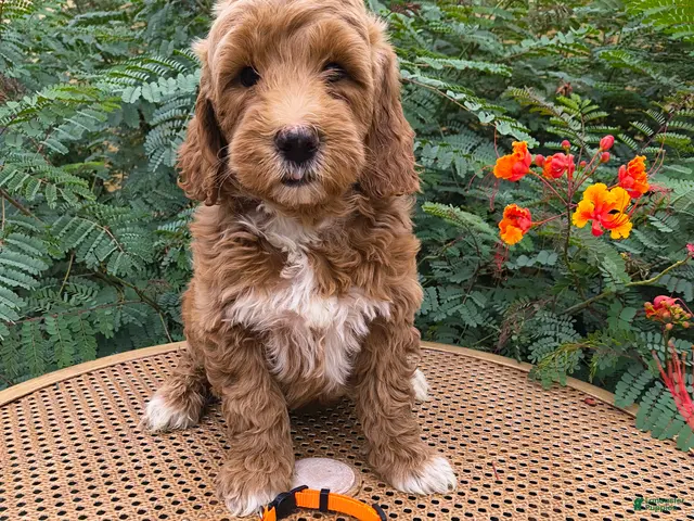 Mini Goldendoodle dogs for sale: Orange Collar - Ad 1
