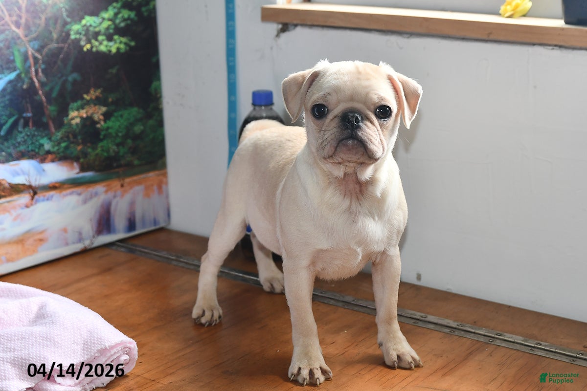 Pug dogs Sweetheart - Ad 2