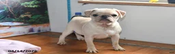 Pug dogs for sale: Sweetheart - Ad 2