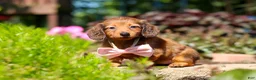 Miniature Dachshund dogs for sale: Allie - Ad 6
