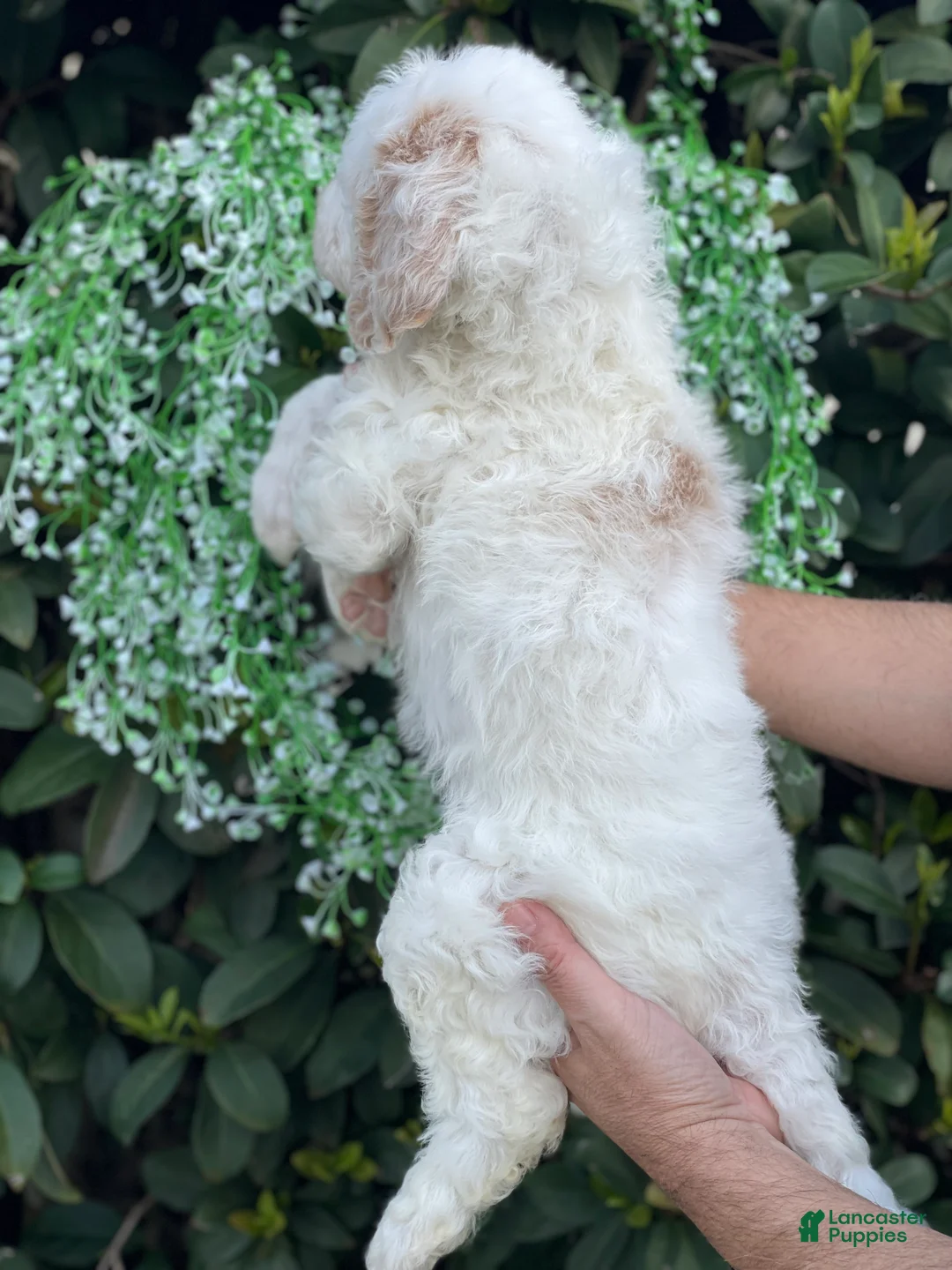 Goldendoodle dogs for sale: Cloe  - Ad 5