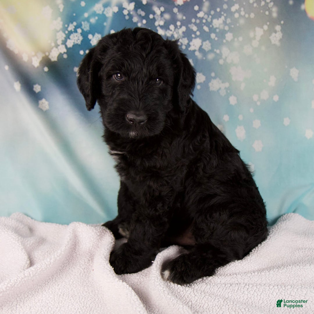 Mixed Breed dogs for sale: Blake - Ad 2