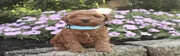 Miniature Poodle dogs for sale: Remington - Ad 4