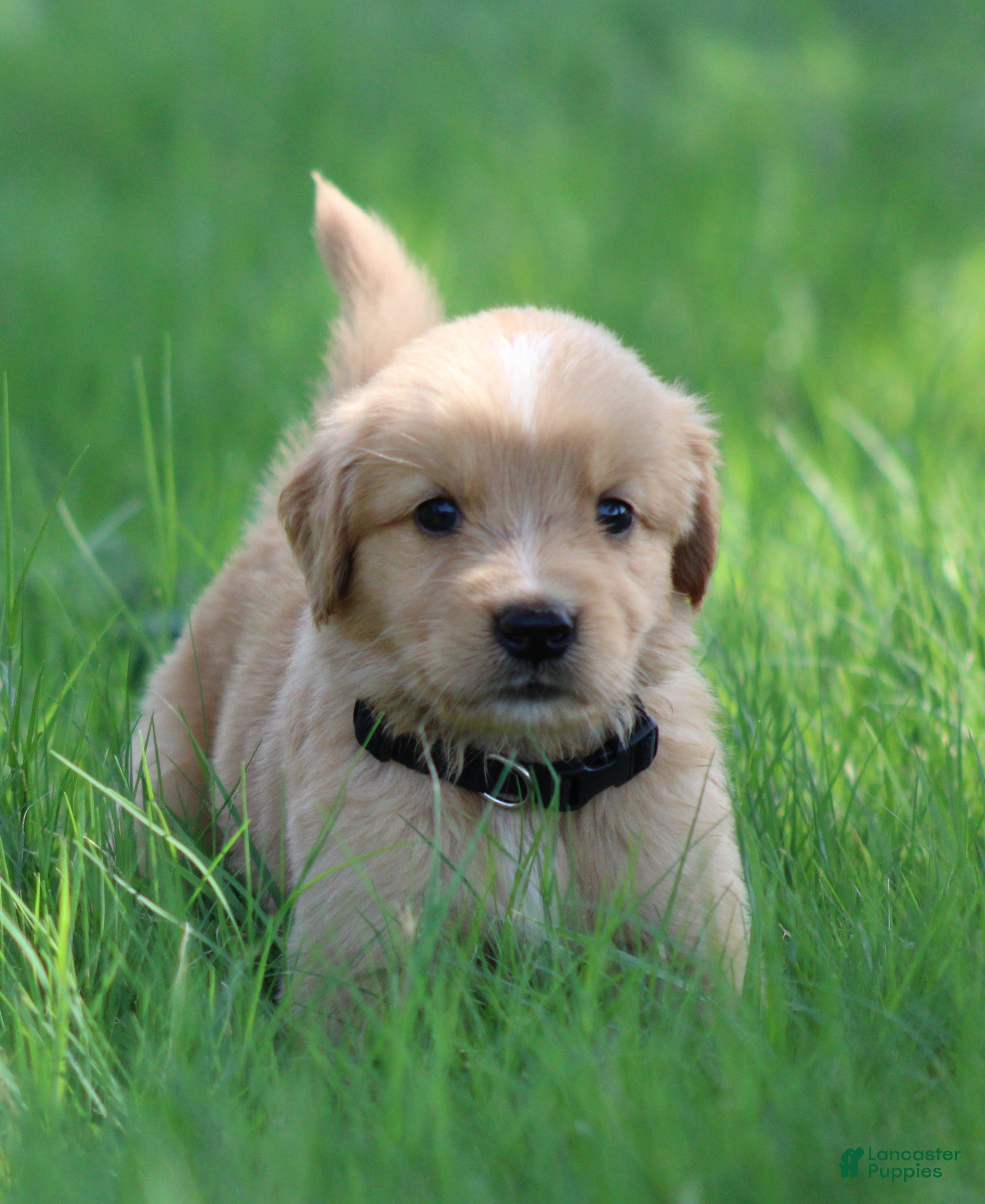 Golden Retriever dogs Buddy - Ad 1