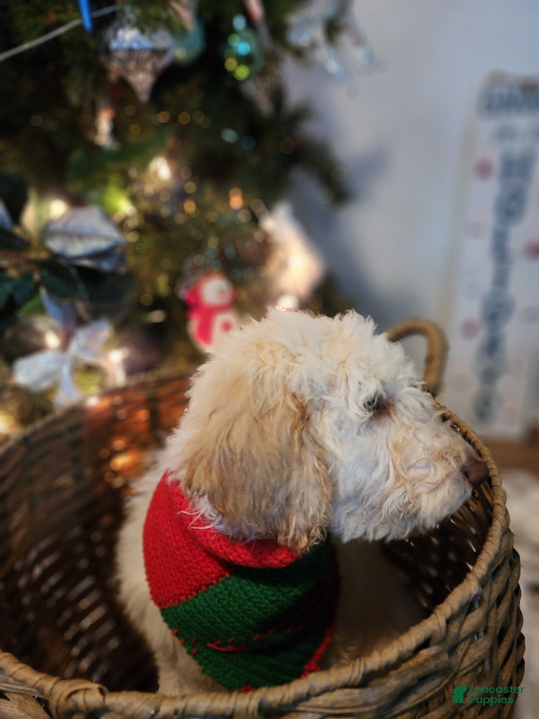 Goldendoodle dogs for sale: Daisy - Ad 4