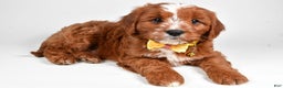 Cavapoo dogs for sale: Leo - Ad 1