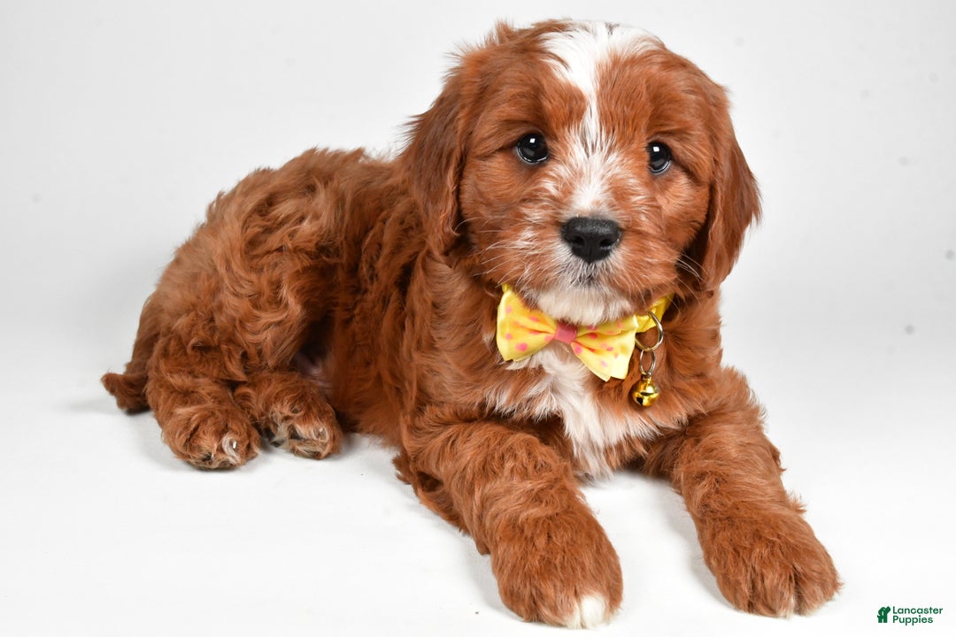 Cavapoo dogs for sale: Leo - Ad 1
